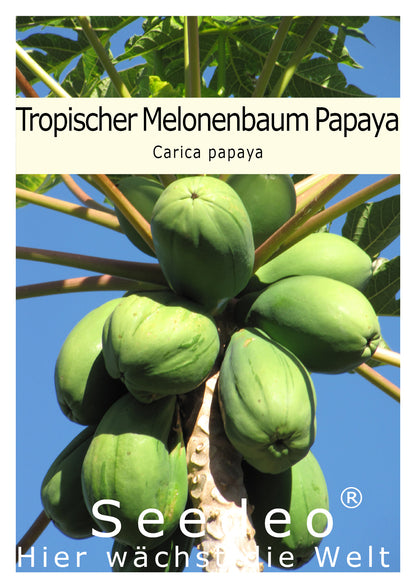 Seedeo® Tropischer Melonenbaum (Papaya Carica Papaya) 25 Samen