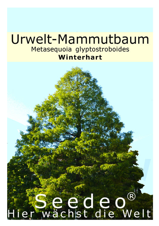 Seedeo® Urwelt-Mammutbaum (Metasequoia glyptostroboides) 200 Samen