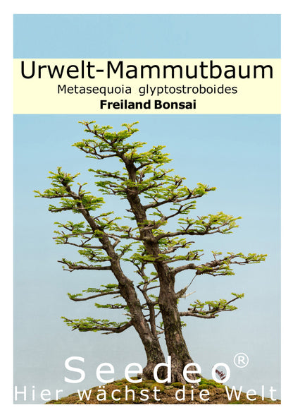 Seedeo® Urwelt-Mammutbaum (Metasequoia glyptostroboides) Bonsai 100 Samen