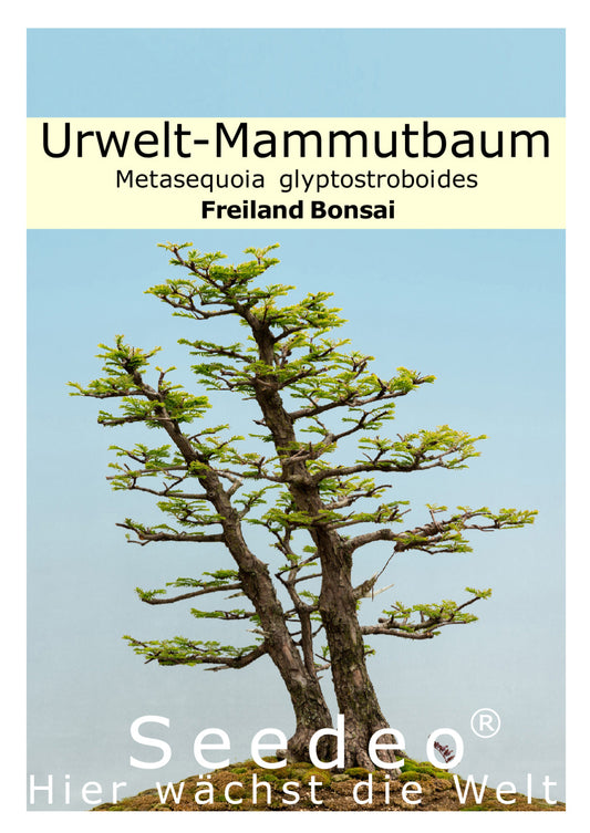Seedeo® Urwelt-Mammutbaum (Metasequoia glyptostroboides) Bonsai 100 Samen