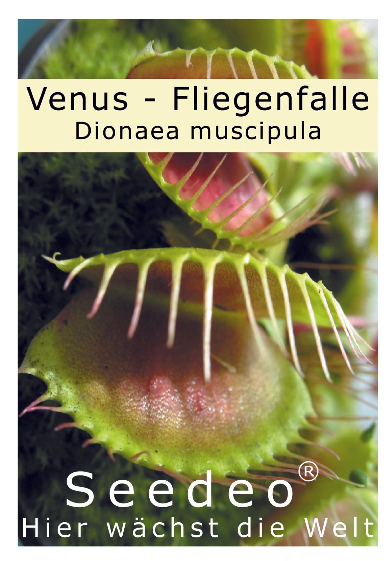 Seedeo® Venus - Fliegenfalle (Dionaea muscipula) 10 Korn inkl. Anzuchtsubstrat