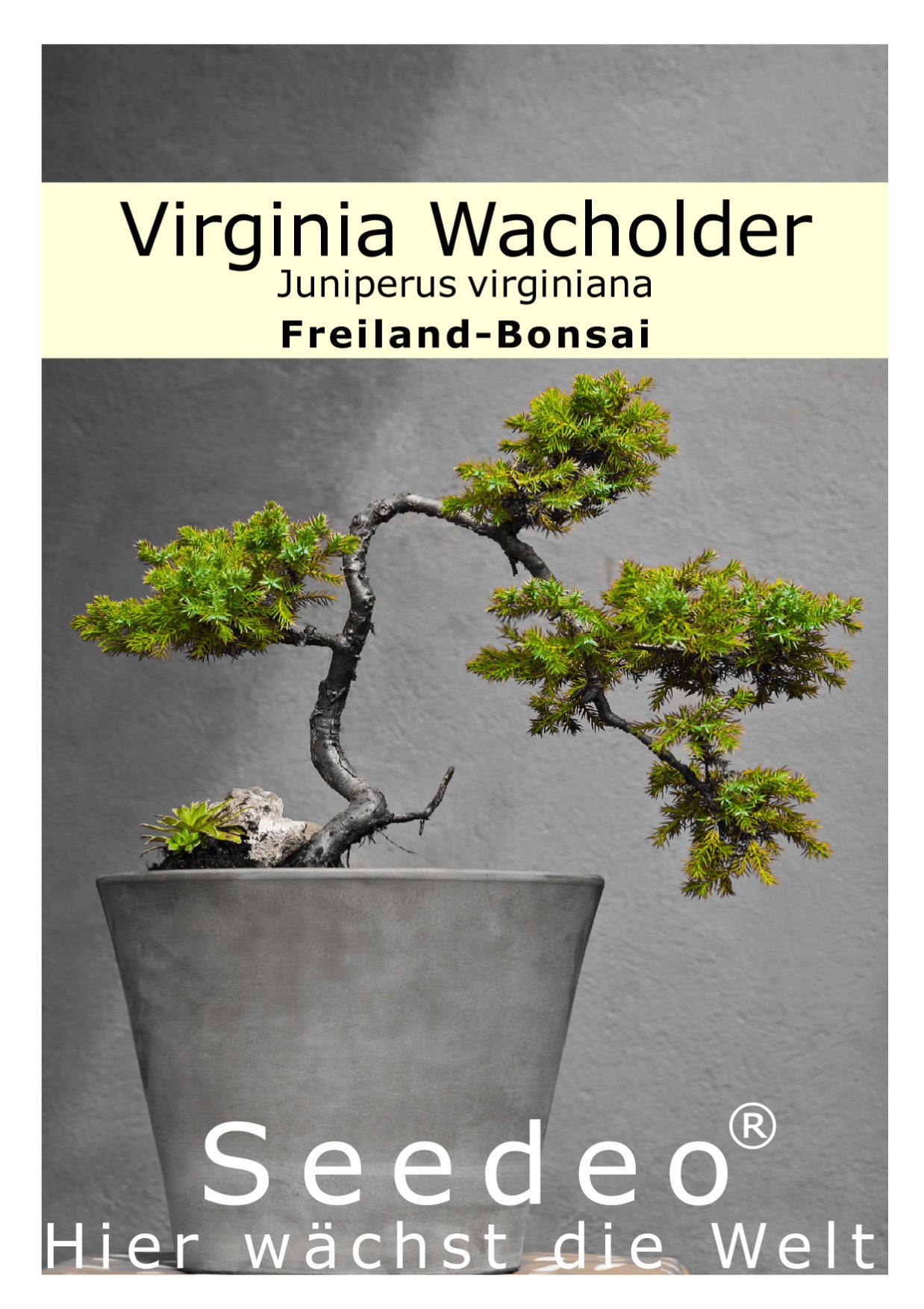 Seedeo® Virginia Wacholder (Juniperus virginiana) 25 Samen
