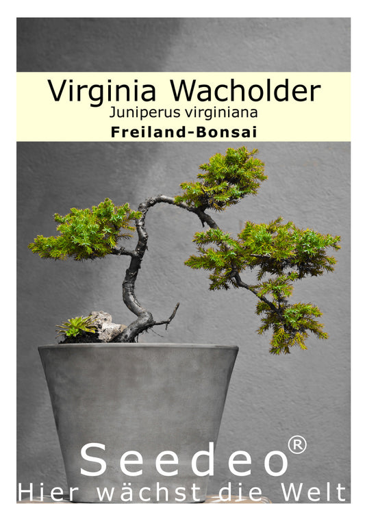 Seedeo® Virginia Wacholder (Juniperus virginiana) 25 Samen