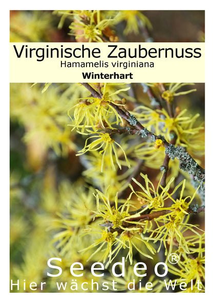 Seedeo® Virginische Zaubernuss (Hamamelis virginiana) 30 Samen