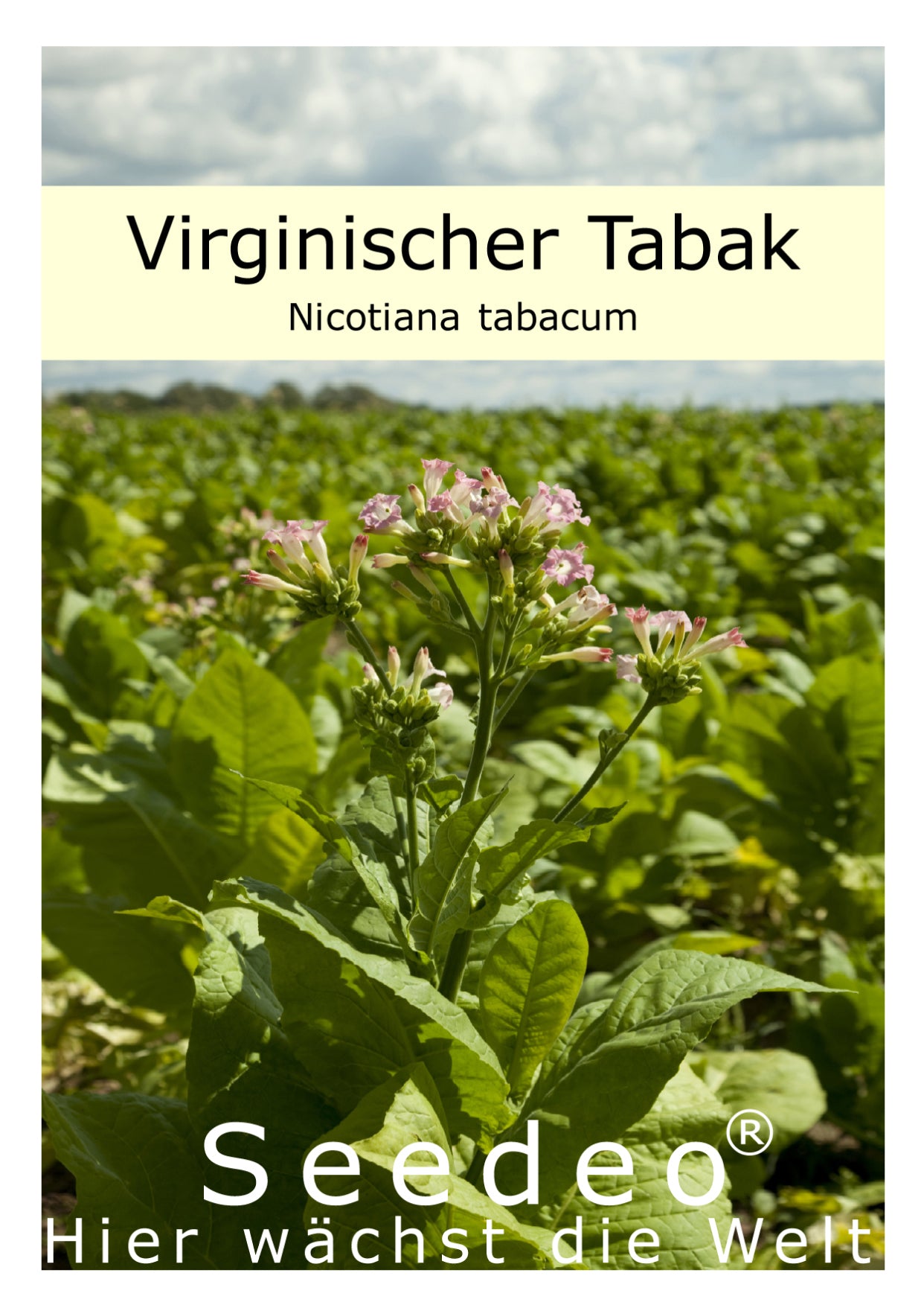 Seedeo® Virginischer Tabak (Nicotiana tabacum) 300 Samen