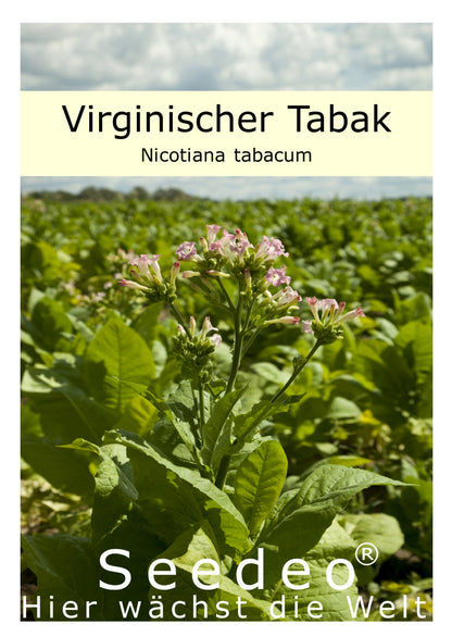 Seedeo® Virginischer Tabak (Nicotiana tabacum) 300 Samen