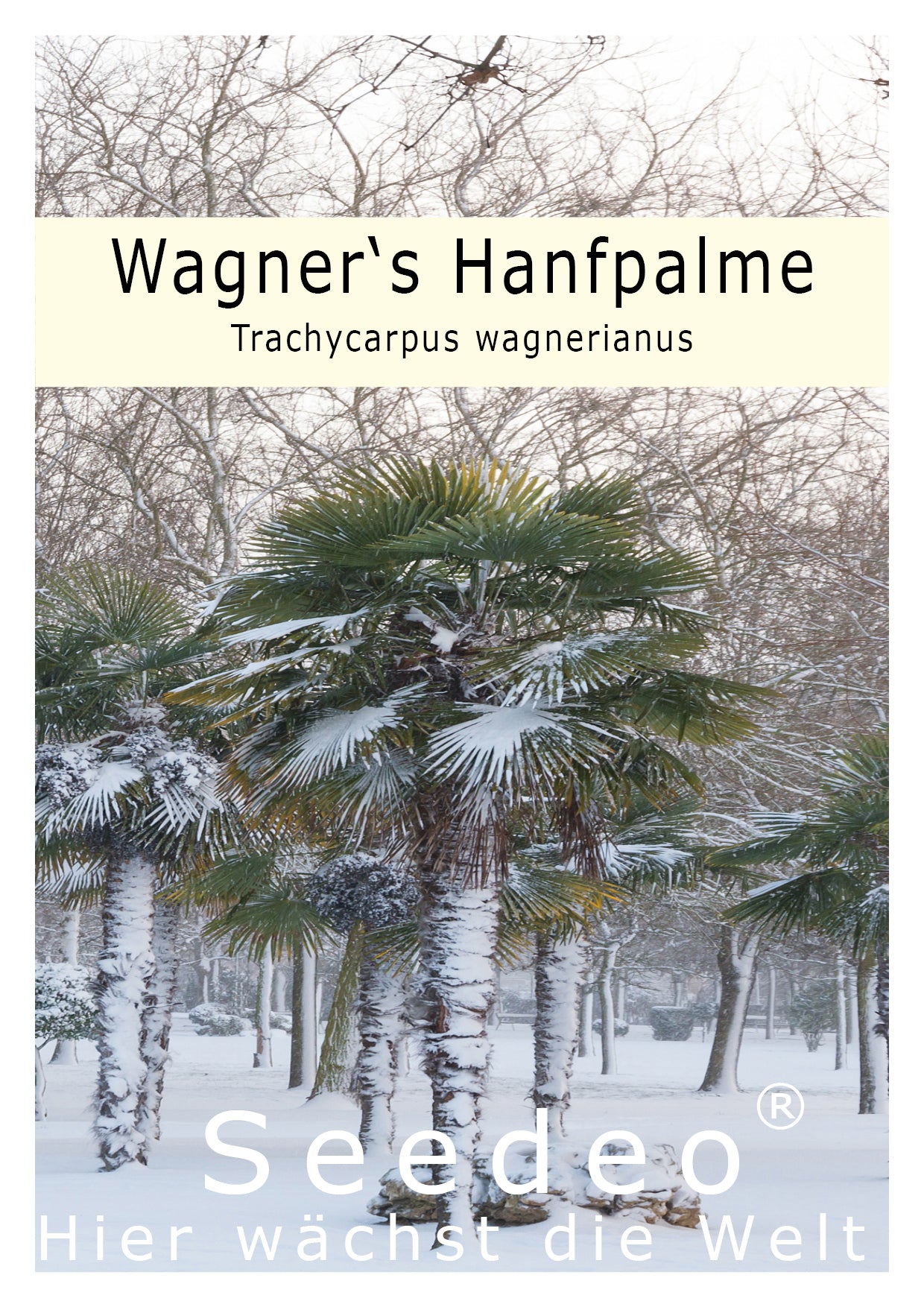 Seedeo® Hanfpalme Trachycarpus wagnerianus 8 Samen
