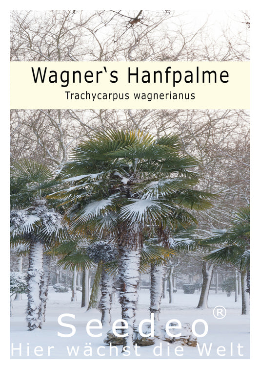 Seedeo® Hanfpalme Trachycarpus wagnerianus 8 Samen
