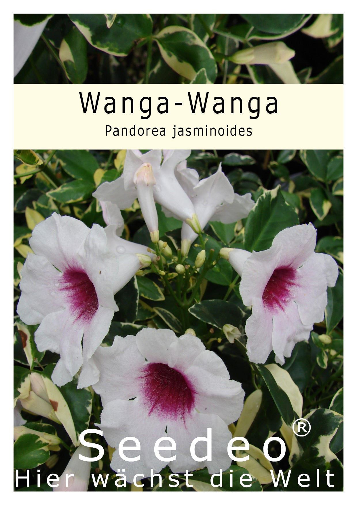 Seedeo® Wanga-Wanga - Pandorea jasminoides 30 Samen