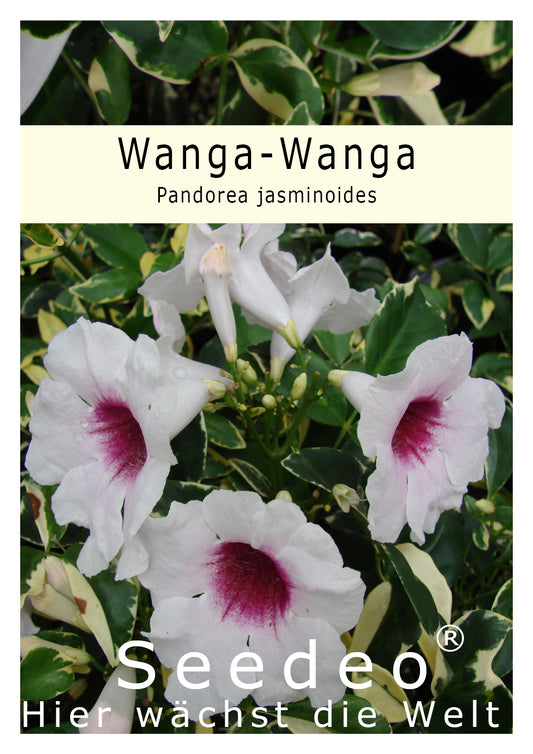Seedeo® Wanga-Wanga - Pandorea jasminoides 30 Samen