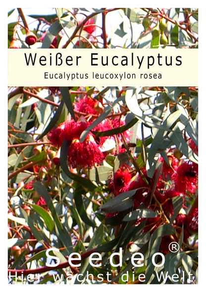 Seedeo® Weisser Eucalyptus (Eucalyptus leucoxylon rosea) 200 Samen