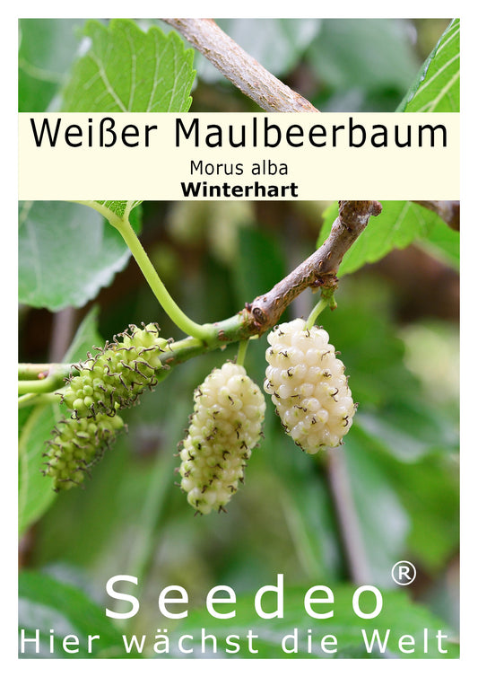 Seedeo® Weißer Maulbeerbaum (Morus alba) 200 Samen