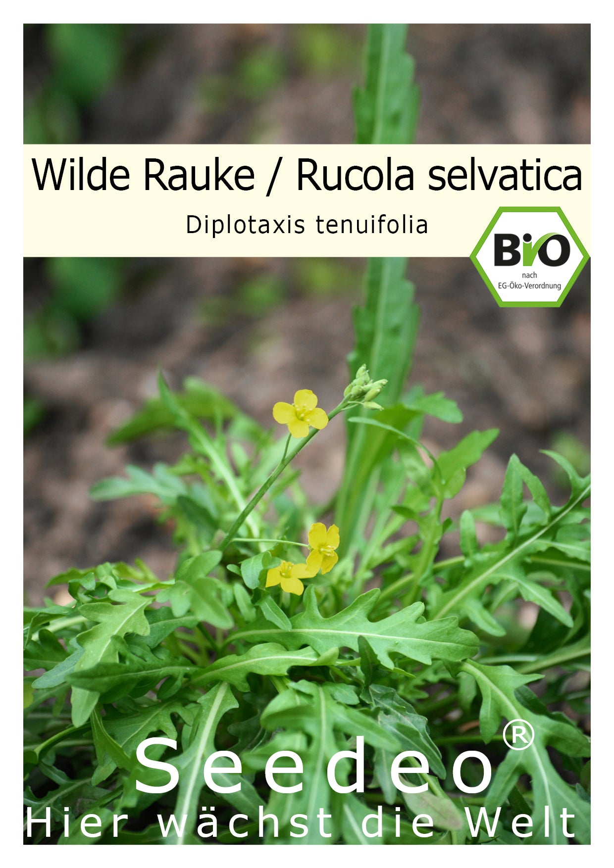 Seedeo® Rucola selvatica/Wilde Rauke (Diplotaxis tenuifolia)  500 Samen BIO