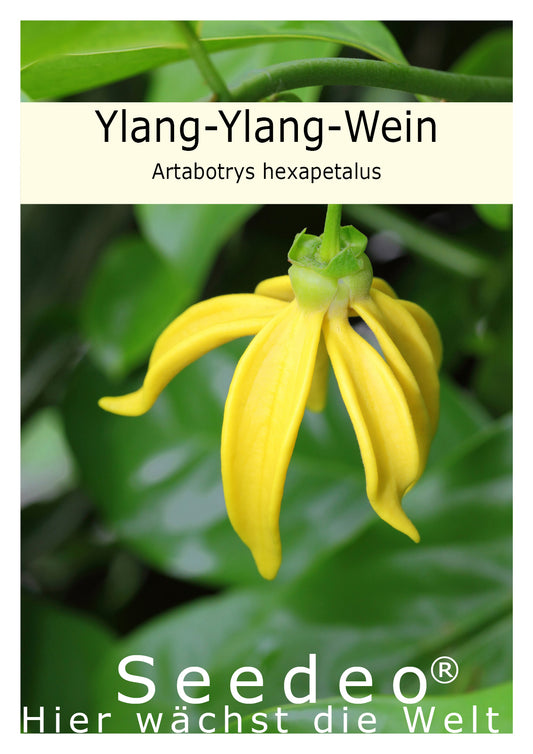 Seedeo® Ylang-Ylang-Wein (Artabotrys hexapetalus) 6 Samen
