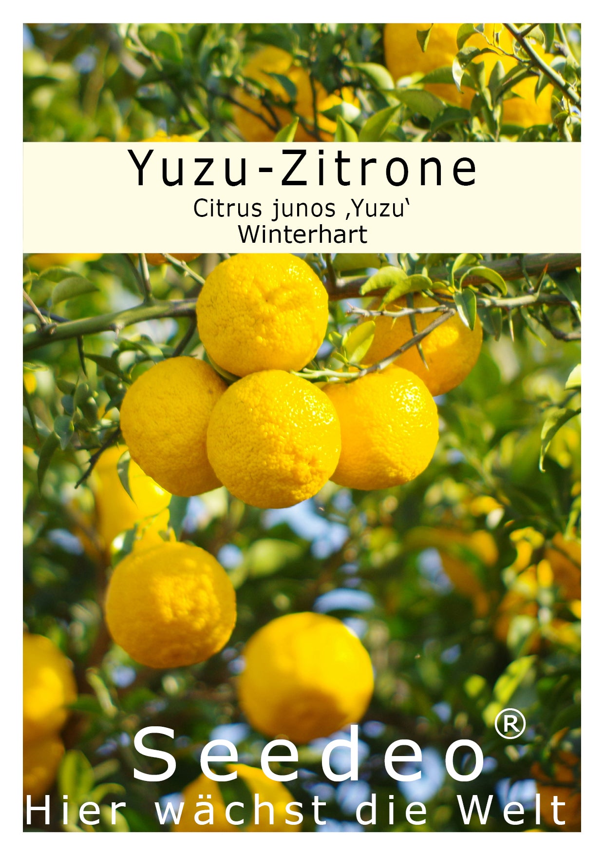 Seedeo® Yuzu-Zitrone (Citrus × junos ‚Yuzu‘) Pflanze ca. 15 cm hoch