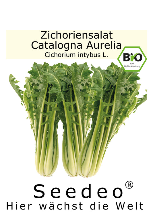 Seedeo® Zichoriensalat Catalogna Aurelia TT (Cichorium intybus L.) ca. 80 Samen BIO