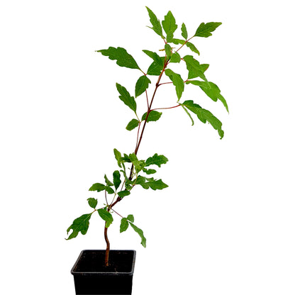 Seedeo® Zimtahorn Pflanze ca. 30 cm - 50 cm hoch