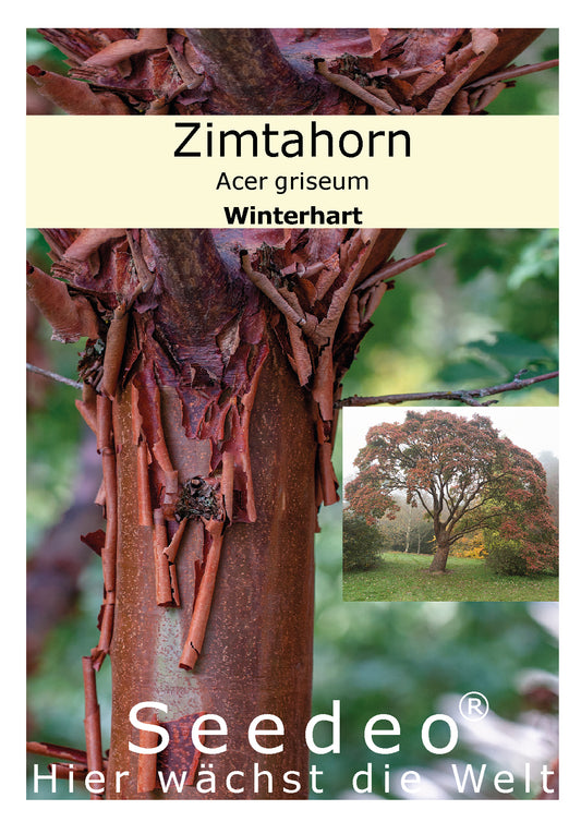 Seedeo® Zimtahorn (Acer griseum) 30 Samen