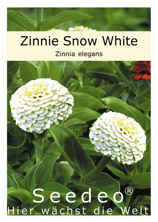 Seedeo® Zinnia Snow White (Zinnia elegans) 50 Samen