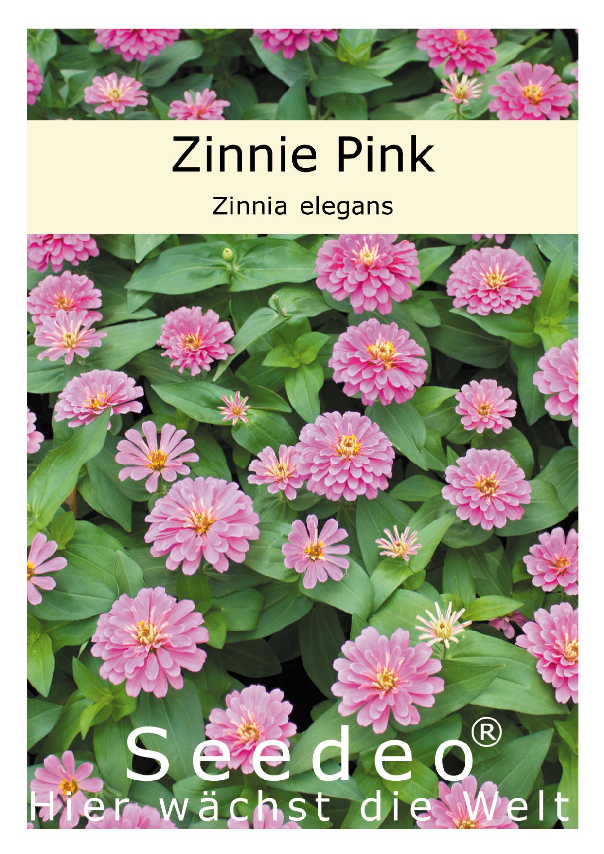 Seedeo® Zinnie Pink (Zinnia elegans) 50 Samen