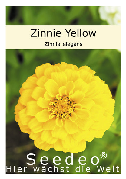 Seedeo® Zinnie Yellow (Zinnia elegans)50 Samen