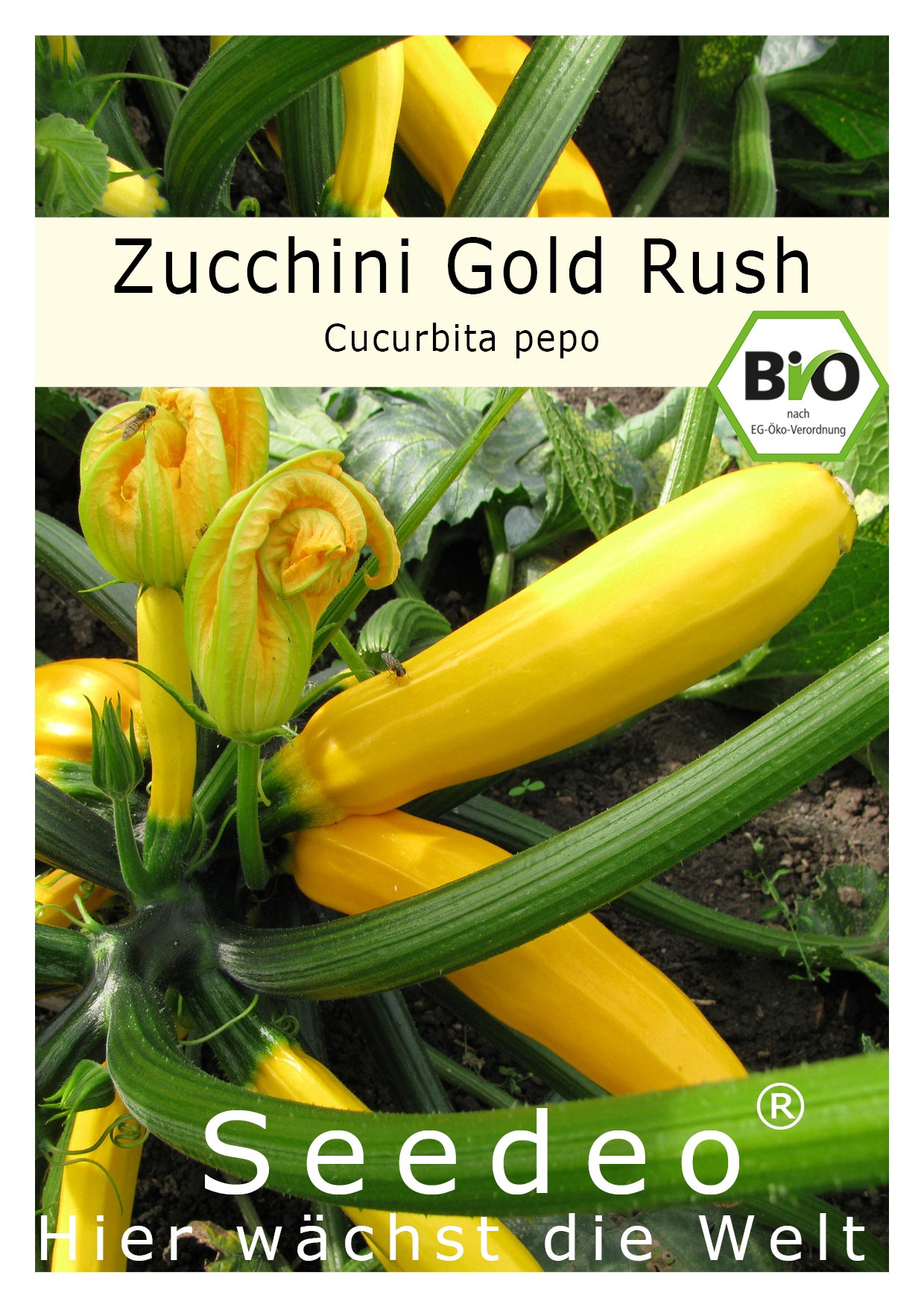 Seedeo® Zucchini  Gold Rush (Cururbita pepo L.) 20 Samen BIO