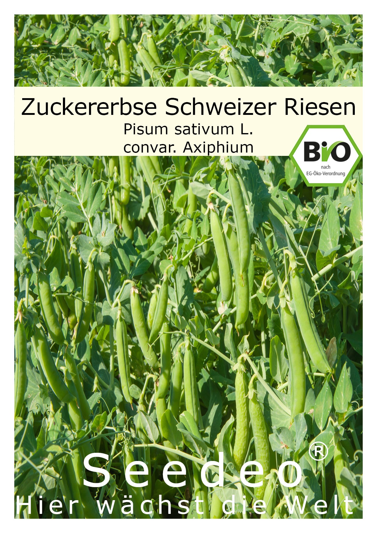 Seedeo® Zuckererbse Schweizer Riesen ( Pisum sativum L. convar. Axiphium) ca. 50 Samen BIO