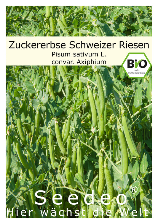 Seedeo® Zuckererbse Schweizer Riesen ( Pisum sativum L. convar. Axiphium) ca. 50 Samen BIO