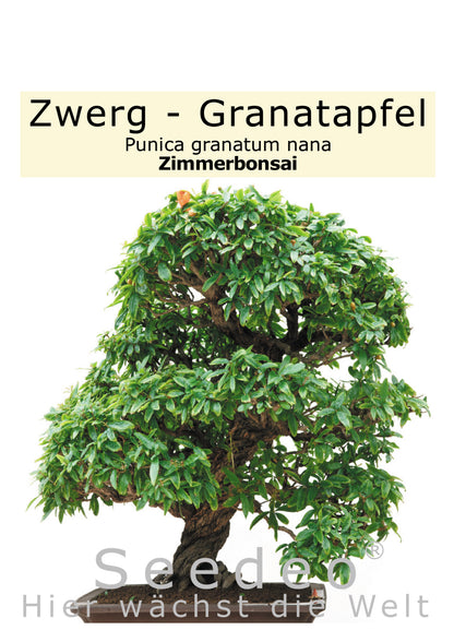 Seedeo® Zwerg-Granatapfel (Punica granatum nana) Bonsai 30 Samen