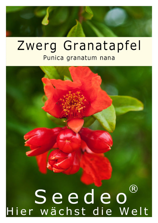 Seedeo® Zwerg Granatapfel (Punica granatum Nana) 30 Samen