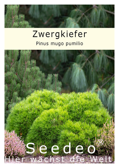 Seedeo® Zwergkiefer/Zwerglatsche (Pinus mugo pumilio) Pflanze ca. 10 cm