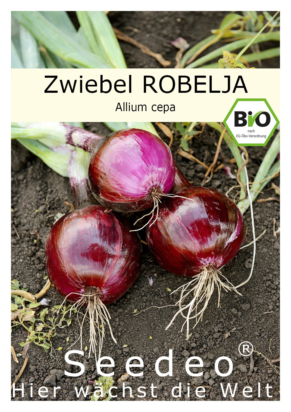 Seedeo® Zwiebel Robelja (Allium cepa) 200 Samen BIO