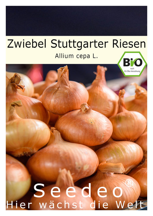 Seedeo® Zwiebel Stuttgarter Riesen (Allium cepa L.) 300 Samen BIO