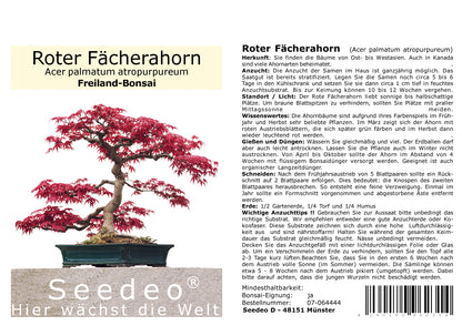 Seedeo® Bonsai Anzuchtset Fernost deluxe (Roter Fächerahorn, Weißer Maulbeerbaum, Blauregen, Mädchenkiefer.)