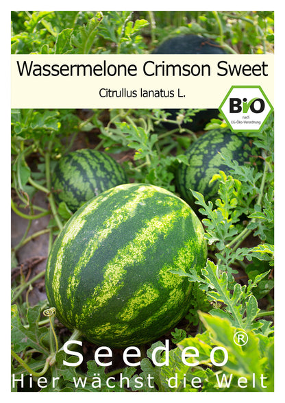 Seedeo®  Wassermelone Crimson Sweet (Citrullus lanatus L.) ca. 10 Samen BIO