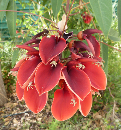 Seedeo® Karibischer Korallenstrauch (Erythrina Crista-Galli) 8 Samen