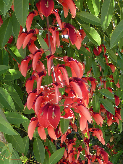 Seedeo® Karibischer Korallenstrauch (Erythrina Crista-Galli) 8 Samen
