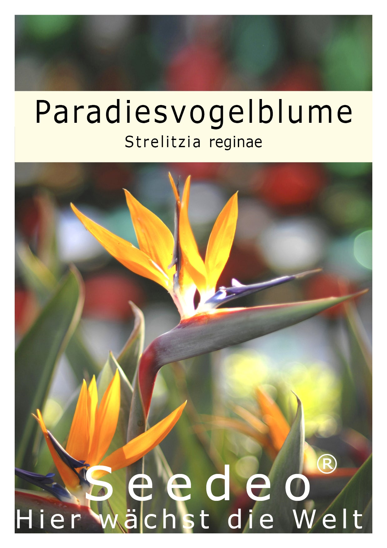 Seedeo Anzuchtset Paradiesvogelblume (Strelitzia Reginae)