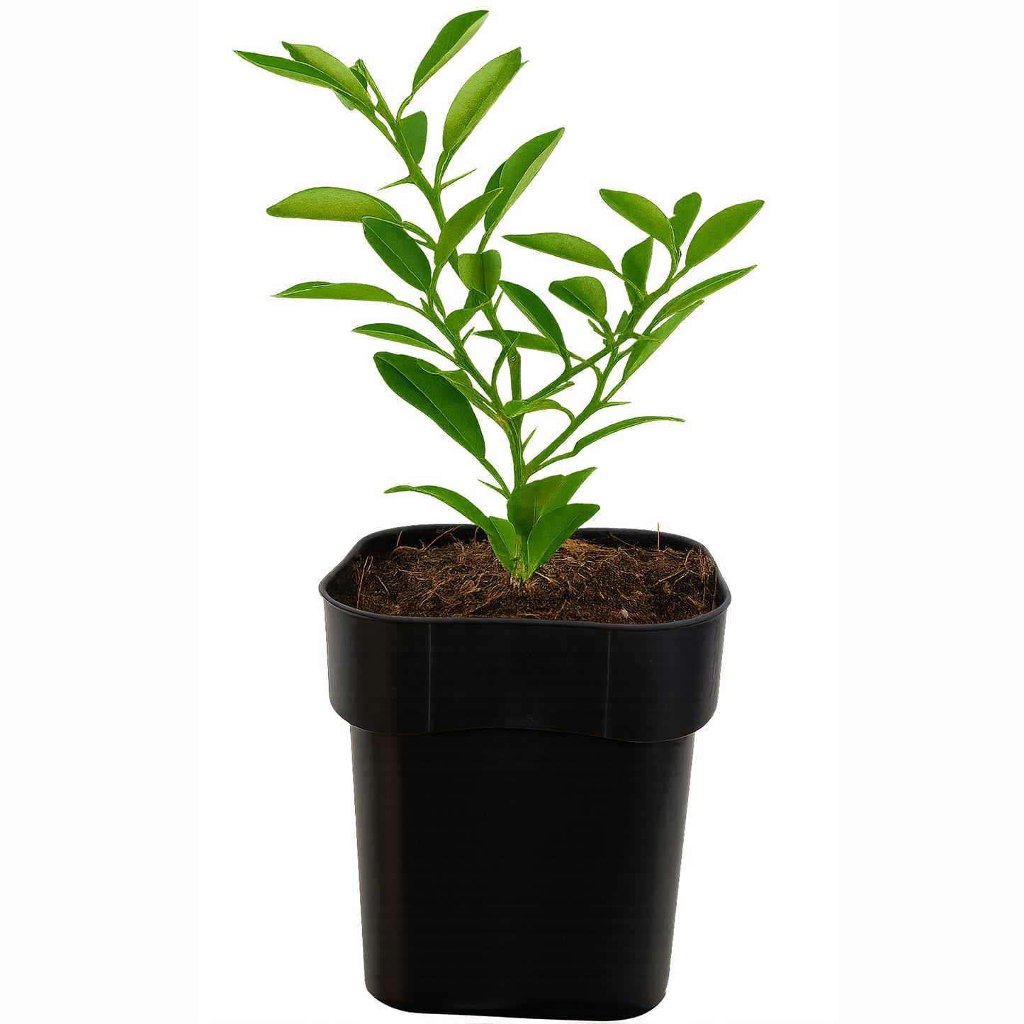 Seedeo® Yuzu-Zitrone (Citrus × junos ‚Yuzu‘) Pflanze ca. 15 cm hoch