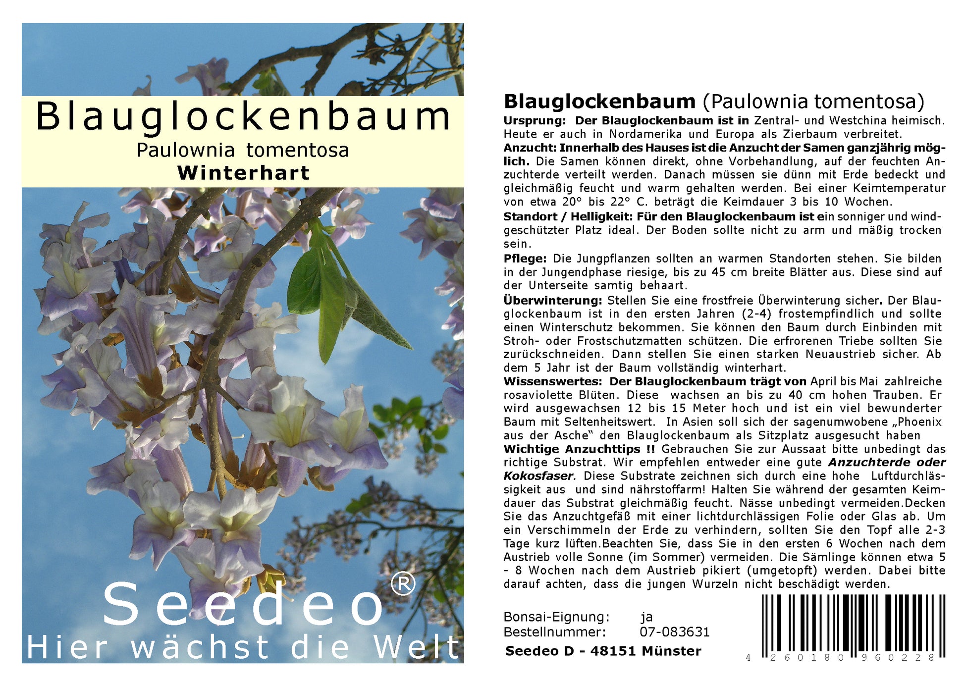 Seedeo® Blauglockenbaum