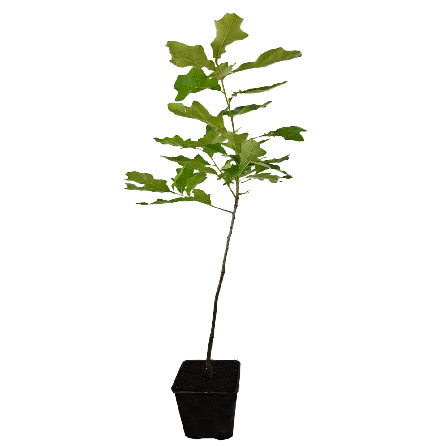 Seedeo® Buscheiche (Quercus ilicifolia) Pflanze ca. 30-55 cm hoch
