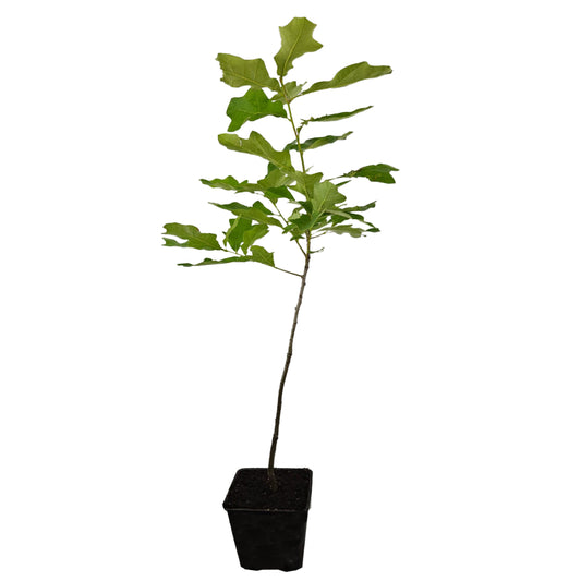 Seedeo® Buscheiche (Quercus ilicifolia) Pflanze ca. 30-55 cm hoch