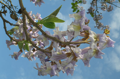 Seedeo® Blauglockenbaum (Paulownia tomentosa) 3 x Jungpflanzen