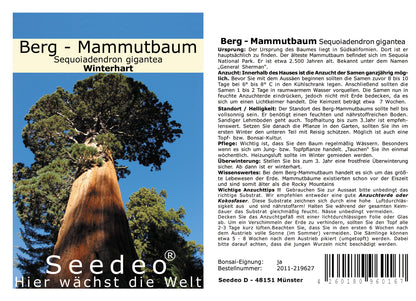 Seedeo® Mammutbaum Anzuchtset. Drei Sorten im Jute Geschenksack Bonsai