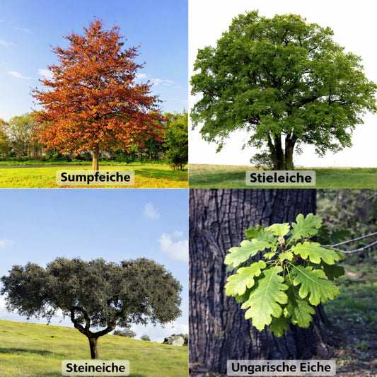 Seedeo® Gartenjuwelen: 4 verschiedene Eichen als Jungpflanzen