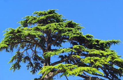 Seedeo® Himalaja Zeder  (Cedrus deodara) ca. 20 cm