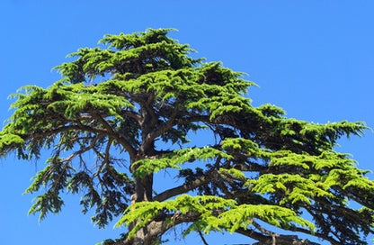 Seedeo® Himalaja Zeder  (Cedrus deodara) ca. 20 cm