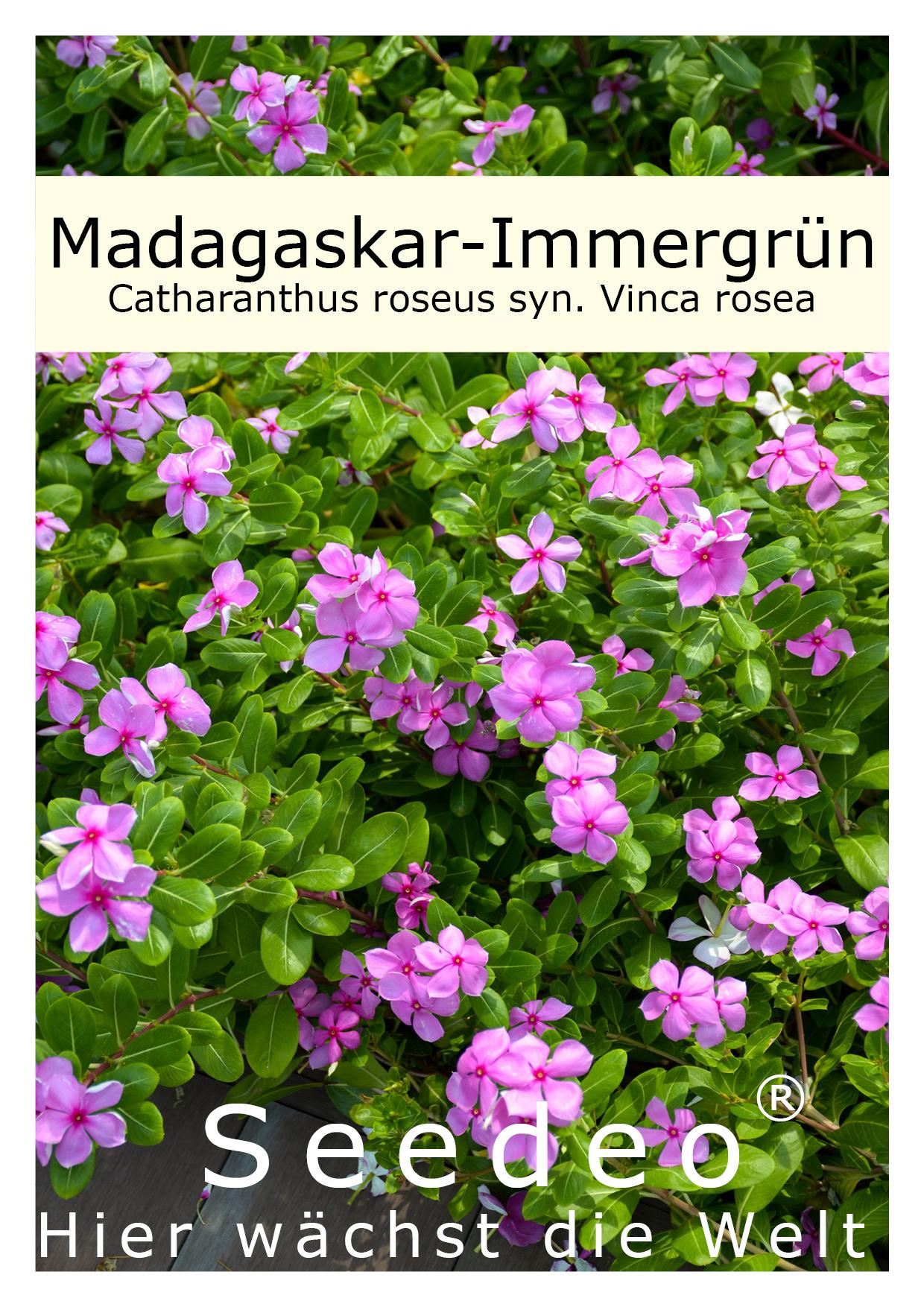 Seedeo® Madagaskar-Immergrün Catharanthus roseus (syn. Vinca rosea) 100 Samen