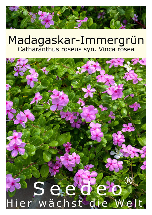 Seedeo® Madagaskar-Immergrün Catharanthus roseus (syn. Vinca rosea) 100 Samen