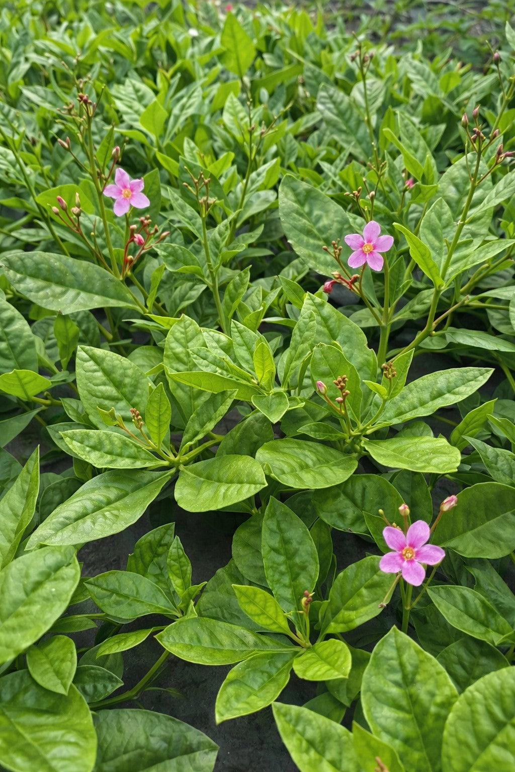 Seedeo® Surinamspinat (Talinum paniculatum) BIO 200 Samen